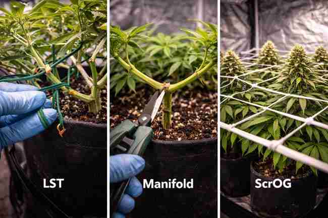 Cannabis plants being trained using LST, manifold pruning, and SCROG techniques inside a small grow tent