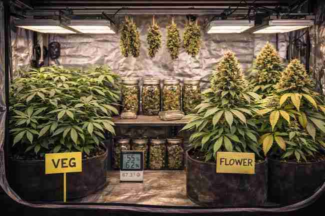 an image showing jars of dried marijuana buds that were harvest from a perpetual cannabis garden next to growing cannabis plants