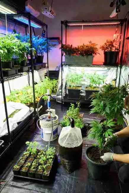 "Indoor cannabis grow setup with seedlings, vegetative, and flowering plants receiving vermicompost benefits – brewing compost tea in bucket and top-dressing 1–2 inches of castings around base for maximum yields via worm bins for cannabis and vermicompost growing cannabis seeds"