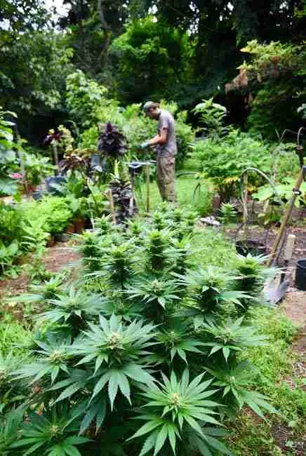 Home cannabis breeding ethics in practice: outdoor backyard setup with healthy vigorous cannabis plants, gardening tools, watering cans, and trellises, demonstrating responsible sharing, avoiding weak unstable crosses, and protecting landrace genetics for sustainable crossbreeding seeds guide enthusiasts