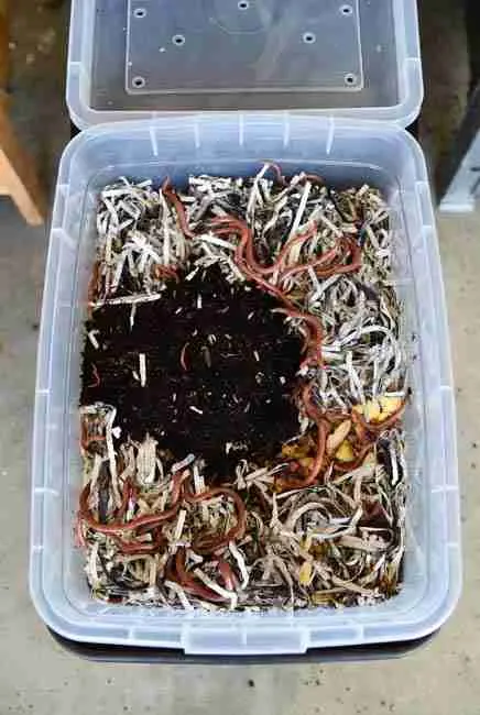 "DIY worm bin setup with nested plastic bins, drilled drainage holes, shredded newspaper bedding, chopped kitchen scraps, and red wiggler worms actively composting – step-by-step guide to worm bins for cannabis cultivation from Green Avenger Seeds"