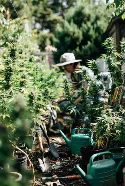Stabilizing new phenotypes in home cannabis breeding: cultivator closely inspecting tall cannabis plants in outdoor backyard setup, focusing on locking in consistent traits over 3-5 generations through backcrossing, misty garden scene with healthy vigorous plants for crossbreeding seeds guide enthusiasts
