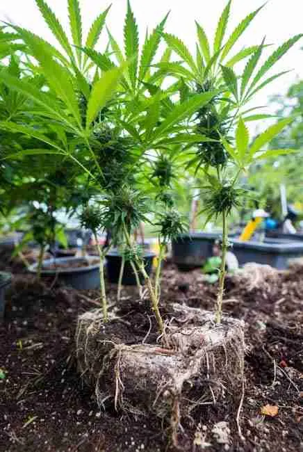 "Thriving cannabis plants with strong, healthy roots surrounded by red wiggler worms in vermicompost-enriched soil – demonstrating the power of worm composting cannabis cultivation and vermicompost growing cannabis seeds for bigger yields"