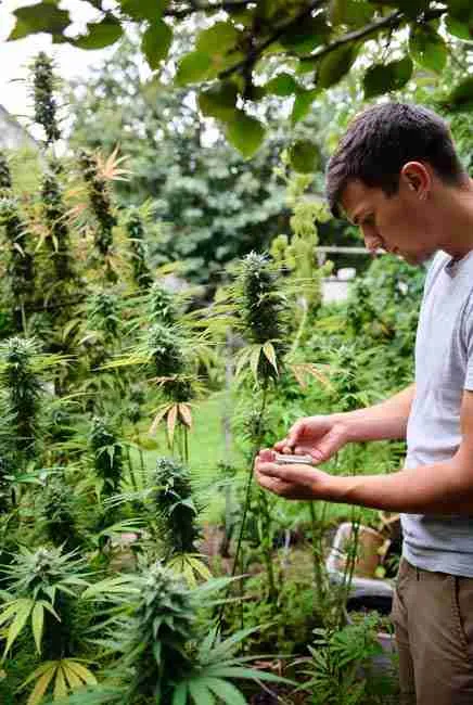 Home cannabis breeding harvest: young grower in lush backyard garden carefully examining mature brown hard-shelled cannabis seeds on a healthy plant, surrounded by tall vigorous cannabis plants and foliage, ideal for drying seeds 1-2 weeks before testing custom strains in DIY cannabis genetics