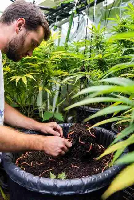 "Grower syncing worm bin harvest cycles with cannabis growth: adding vermicompost to root zone of thriving plant in grow tent – timing worm composting cannabis cultivation for veg boost and flower density at Green Avenger Seeds"