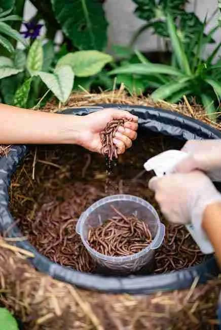 "Person maintaining ideal 70°F moisture levels in a DIY worm bin by lightly misting bedding and red wiggler worms – practical tips for worm bins for cannabis and vermicompost growing cannabis seeds success from Green Avenger Seeds"
