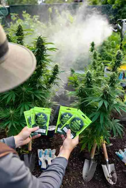 Green Avenger Seeds breeding stock: grower in backyard holding multiple green packets of regular cannabis seeds from www.greenavengerseeds.com, surrounded by lush vigorous cannabis plants and gardening tools, misty watering scene for home cannabis breeding and DIY cannabis genetics