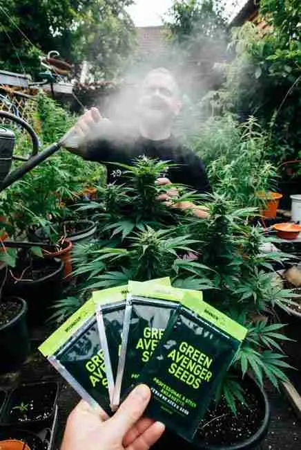 Home cannabis breeding with Green Avenger Seeds: excited cultivator in outdoor garden proudly displaying Green Avenger regular seed packets among healthy tall cannabis plants, misty grow atmosphere and potted setup ideal for crossbreeding seeds guide and selecting stable parent genetics