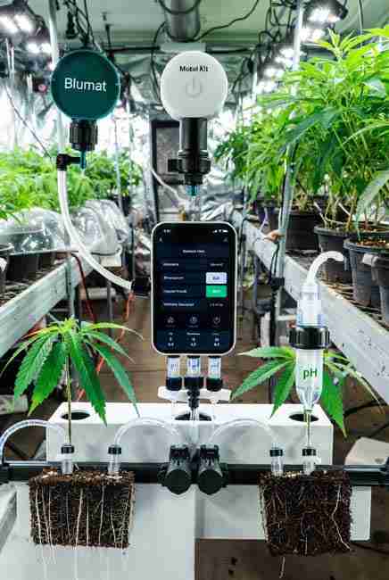 Blumat automated watering system with IoT add-ons, moisture sensors, drip lines, pH doser, and mobile app control in a smart cannabis grow tent for IoT cannabis cultivation and automation for cannabis grow