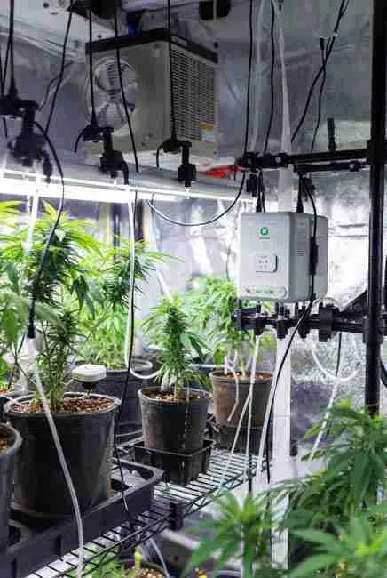 Automated watering system for cannabis showing drip emitters, moisture sensors, pH adjustment unit, and healthy plants under LED lights in an indoor grow setup with automation for cannabis grow