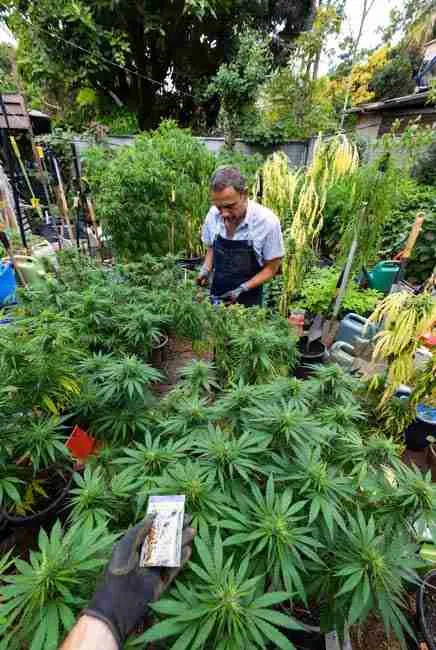 Crossbreeding seeds guide: close-up of gloved hands holding seed packet while inspecting tall, vigorous cannabis plants in outdoor grow setup, surrounded by potted plants and tools, perfect for beginners learning to pick resilient parents for home cannabis breeding