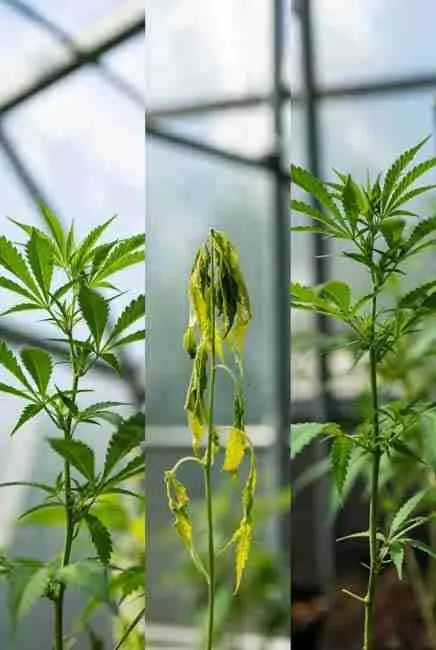 Cannabis plants recovering from environmental stress with new green growth – stress recovery cannabis cultivation