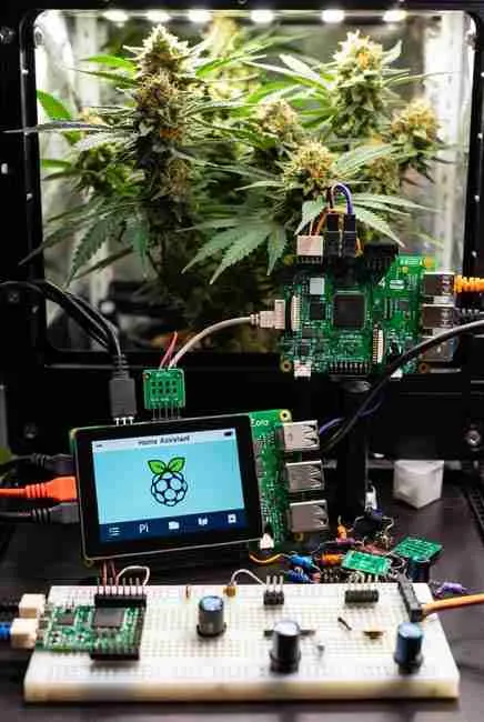 Raspberry Pi 4 and Zero running Home Assistant for IoT cannabis cultivation, connected DHT22 sensor, GPIO wiring, and healthy cannabis plants in small grow enclosure for affordable smart growing cannabis seeds automation