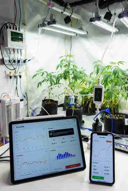 Real-time data tracking in IoT cannabis cultivation: Growlink app graphs showing 20-28°C day / 18-24°C night temps, 40-70% veg humidity, push alerts for heat stress prevention, and cannabis plants automation