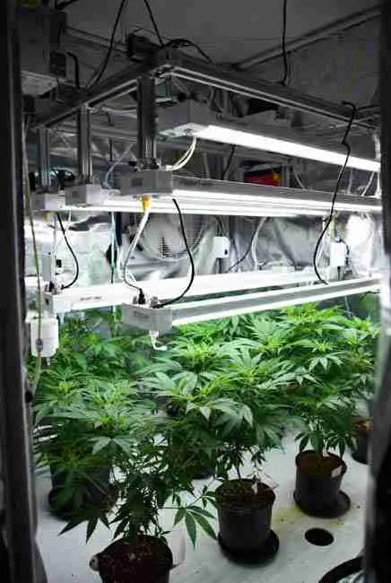 IoT cannabis cultivation automation setup with Spider Farmer SF-1000 smart LED lights on app timers, oscillating fans for temp/humidity control, nutrient auto-dosers, and thriving cannabis plants in tent