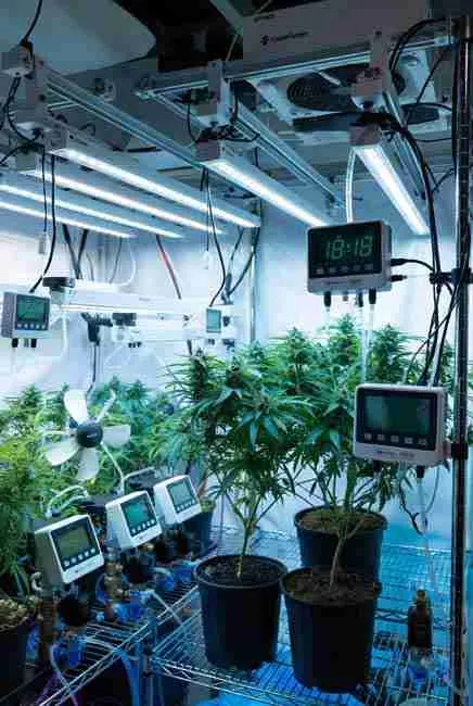 Automation for cannabis grow featuring Spider Farmer SF-1000 LEDs, temperature-triggered oscillating fans, precise nutrient auto-dosing system, battery backup, and fatter buds in smart cannabis growing tent