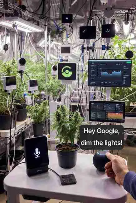 IoT cannabis cultivation with voice control: “Hey Google, dim lights!” command, Alexa integration, AI harvest prediction app, real-time pH/temp graphs, and smart growing cannabis seeds setup in 2026 grow tent