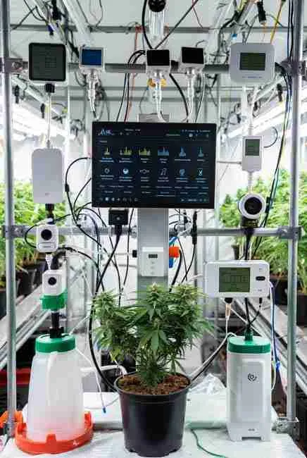 Full IoT cannabis cultivation setup pros and cons: time-saving automation, 24/7 optimal conditions for better yields, cannabis grow sensors, LED lights, nutrient systems, and smart growing cannabis seeds in greenhouse tent
