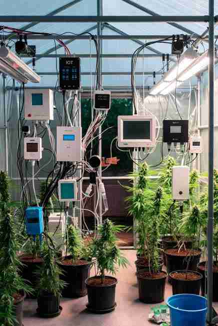 Automation for cannabis grow pros/cons: scalable IoT cannabis cultivation from tent to greenhouse, initial $100-500 setup cost, learning curve, power outage risks, privacy concerns, and data-driven better yields with cannabis grow sensors