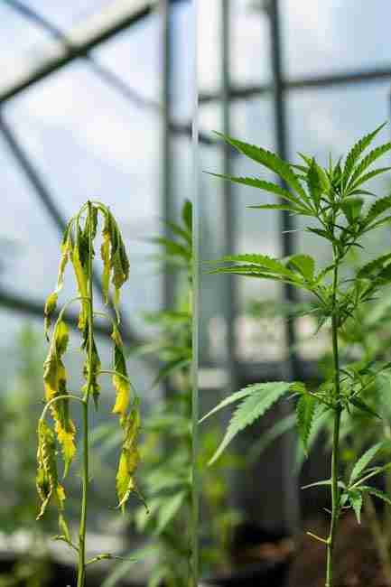 Drooping and yellowing cannabis plant after vegetative stage – common stress symptoms in cannabis cultivation