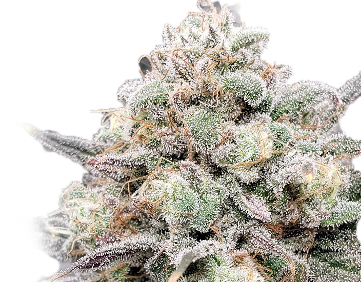 main banner image of a cannabis plant