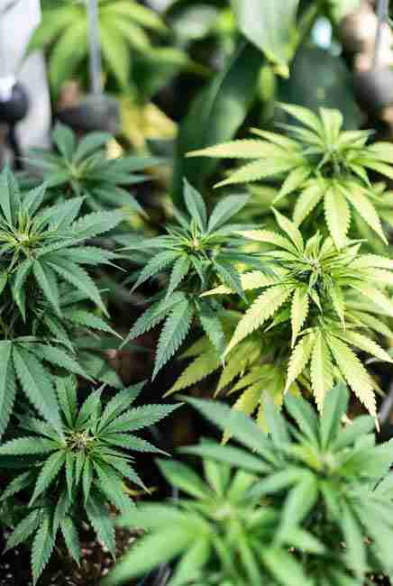 Thriving cannabis plants with deep vibrant green leaves showing effects of premium nitrogen sources in soil setup