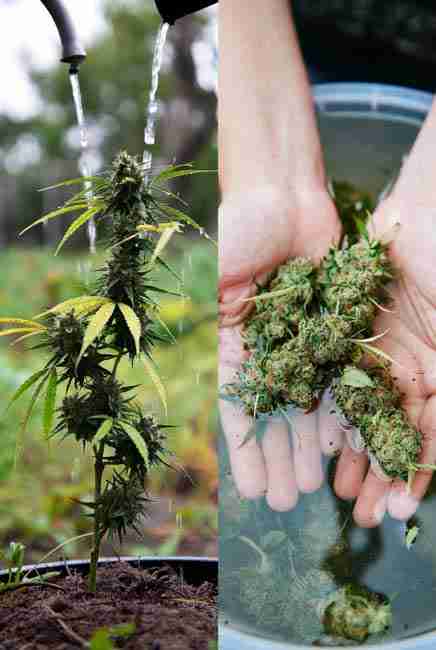 Side-by-side of cannabis flushing during grow phase with plain water and bud washing after harvest in bucket - two different steps for the cleanest possible cannabis smoke