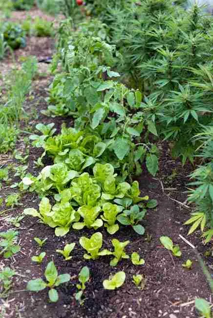 Staggered harvest timing for mixed planting cannabis and vegetables – early greens like lettuce and spinach harvested before longer-season tomatoes and peppers finish, allowing cannabis to take center stage in intercropping cannabis vegetables beds