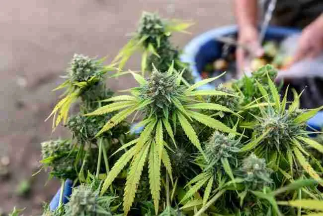 Close-up of sticky cannabis buds being prepared for bud washing to remove contaminants and achieve clean cannabis buds