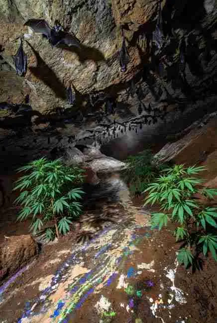 Different types of bat guano piles in a cave including high nitrogen high phosphorus and balanced varieties with cannabis plants growing nearby for bat guano cannabis cultivation