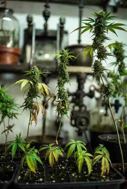 Close-up of mutated cannabis plants in breeding setup under artificial lights and lab equipment, displaying distorted growth from heat spikes, nutrient stress, old seeds, and colchicine exposure, illustrating environmental triggers for cannabis mutations