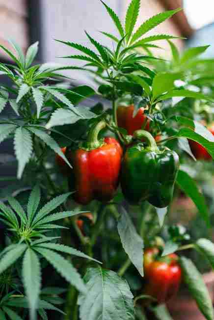 Bell peppers and hot peppers as heat-loving neighbors in intercropping cannabis vegetables – peppers positioned on north or east side for full sun with cannabis canopy providing afternoon protection, shared phosphorus-heavy bloom nutrients, and strong pepper scent confusing aphids to safeguard cannabis buds in efficient garden layouts