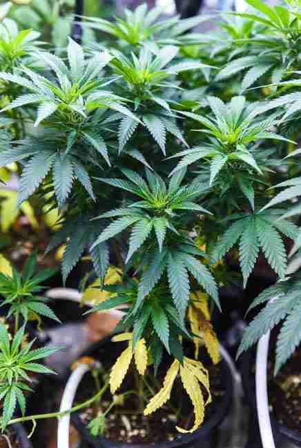 Healthy cannabis plants displaying lush green foliage from various nitrogen sources including synthetic and organic fertilizers in grow setup