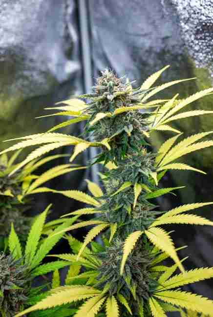 Dense frosty Northern Lights cannabis cola in peak flowering stage showing heavy trichomes, resin production, and early leaf yellowing during bloom nutrient switch