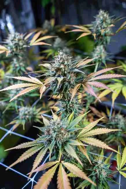 Close-up of Blue Dream buds in mid-flowering phase showing sticky resin-covered colas, milky trichomes, and vibrant green and purple hues