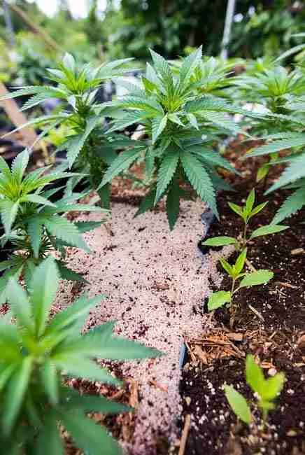Outdoor marijuana plants mulched with organic top dressing layer around base demonstrating targeted nitrogen application in garden soil