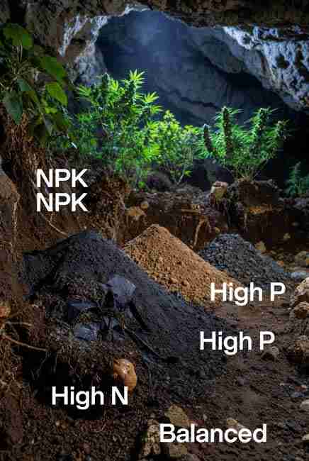 Cave floor showing mounds of high-N bat guano high-P bat guano and balanced bat guano deposits surrounded by lush cannabis plants illustrating types of bat guano for cannabis growing bat guano