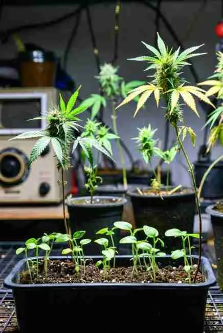 Cannabis seedlings and young plants in a grow lab showing mutation effects from environmental triggers like temperature swings, UV-B radiation, and chemical stress, with unhealthy yellowing leaves indicating high cull rate in experimental breeding