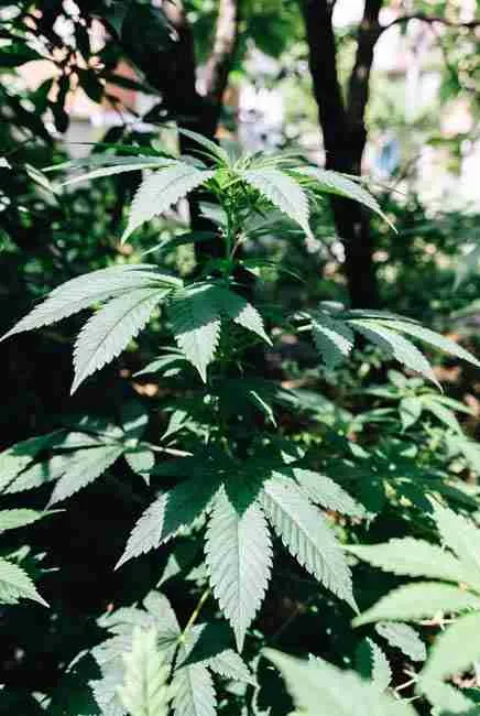 Close-up of vibrant green duckfoot cannabis leaves with fused webbed structure on a healthy plant in natural sunlight, highlighting stealthy mutant cannabis genetics ideal for outdoor growing