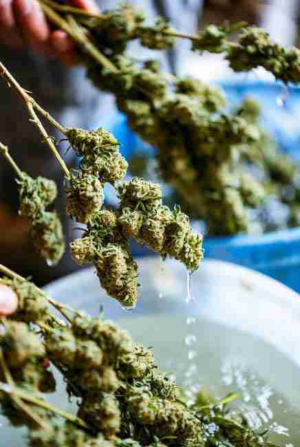 Close-up of cannabis buds on branches being rinsed in plain water bucket during bud washing process - final surface clean before drying at Green Avenger Seeds