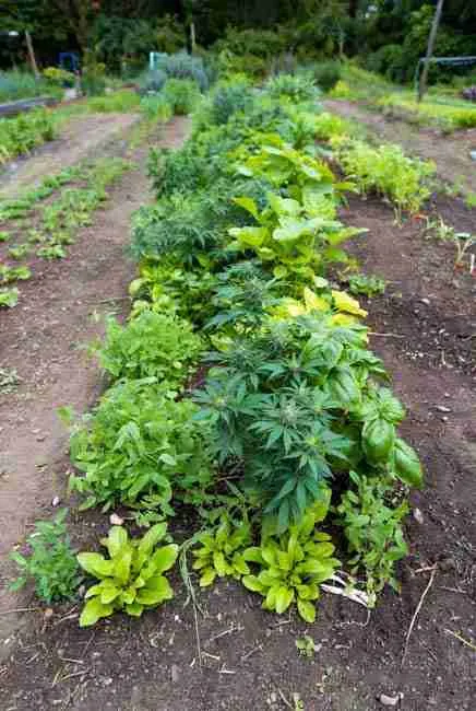 Yield boosts from symbiotic planting in intercropping cannabis vegetables – cannabis thriving in efficient garden layouts with basil, peas, leafy greens and ground covers, delivering 20-40% higher total harvest weight through nitrogen fixation, pest repulsion and soil moisture retention