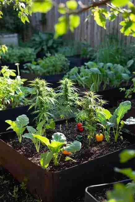 Strategic intercropping cannabis vegetables layout with cannabis providing afternoon shade to tomato plants on stakes, improving fruit ripening and soil moisture retention