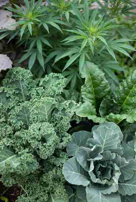 Kale, Swiss chard, and collards as nutrient accumulators in intercropping cannabis vegetables – deep-rooted brassicas pulling minerals from lower soil layers for cannabis benefit, continuous outer-leaf harvesting, acting as aphid trap crop to protect buds, shown in mixed planting cannabis setup