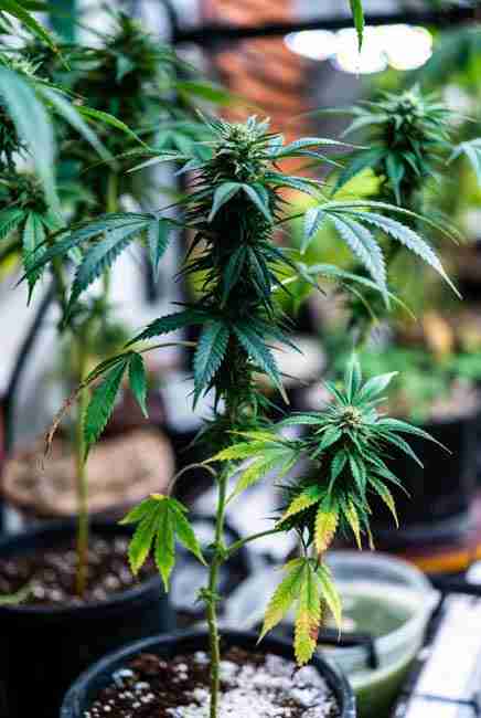 Close-up of marijuana plant showing signs of excess nitrogen including curled claw-like leaves yellowing tips and nutrient lockout effects