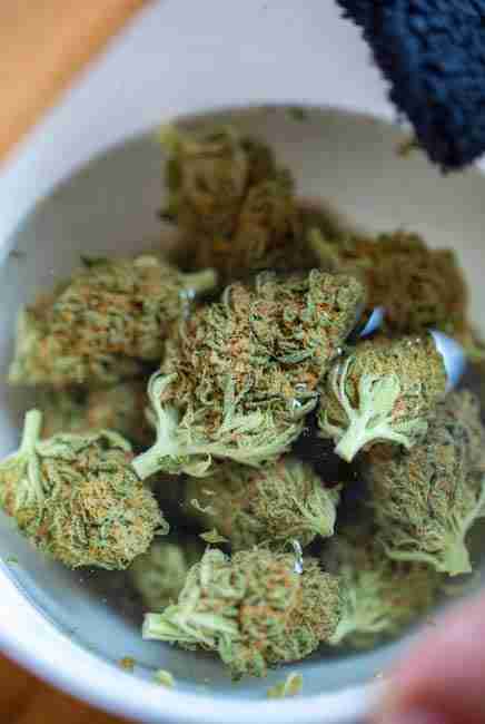 Gentle bud washing of cannabis buds in water showing minimal trichome loss - THC CBD and terpenes stay intact inside trichome heads during careful rinse