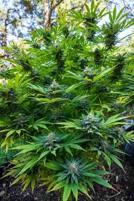 Lush Northern Lights cannabis plant growing outdoors in sunny warm days and cool nights, trained short and bushy with LST in well-draining living soil