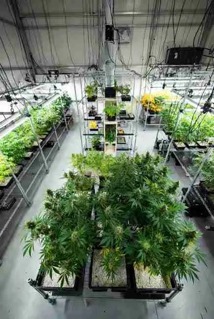 Large-scale cannabis breeding facility with 50–100 plants per generation on multi-tier racks under LED lights, breeders selecting mutant cannabis traits like duckfoot or fern leaves for backcrossing and stabilization process