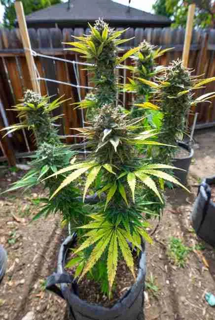 Blue Dream cannabis plants growing in fabric pots in a Northern California backyard with trellis support and lush green canopy