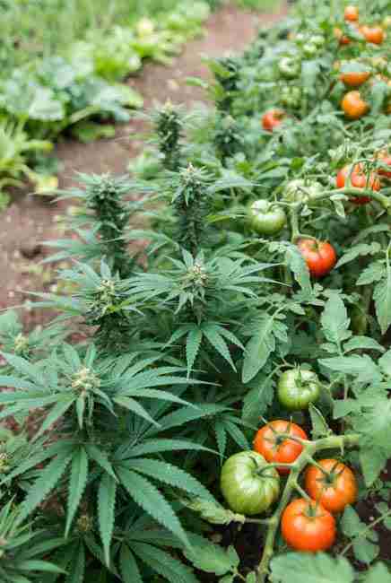 Mixed planting cannabis and tomatoes in intercropping cannabis vegetables setup – cannabis in center with tomatoes planted 18–24 inches on the south side, demonstrating symbiotic benefits of shade protection to prevent scorching, living mulch for soil moisture, and higher overall yields from the same footprint