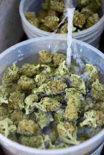 Cannabis buds submerged in rinse bucket during bud washing with some floating trichome heads - gentle process preserves potency and avoids washing off cannabinoids